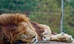 lion sleeping